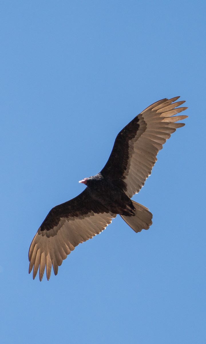 Turkey Vulture - ML554653161