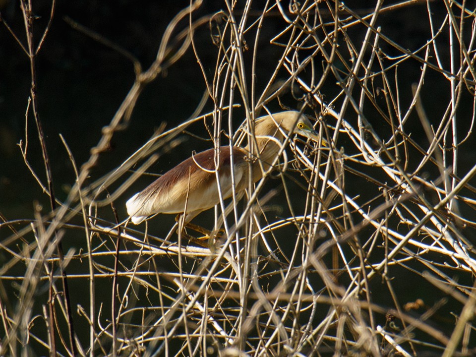Indian Pond-Heron - Wich’yanan Limparungpatthanakij
