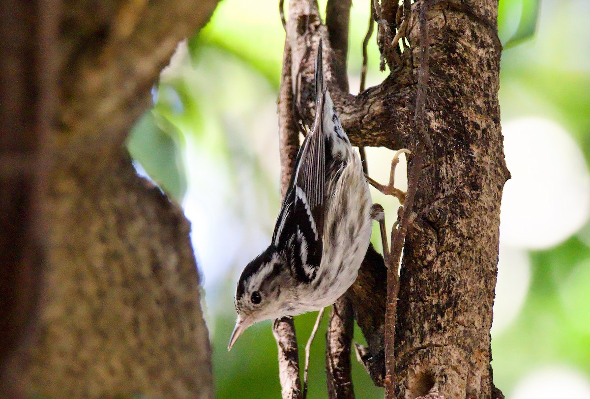 Black-and-white Warbler - ML554655121