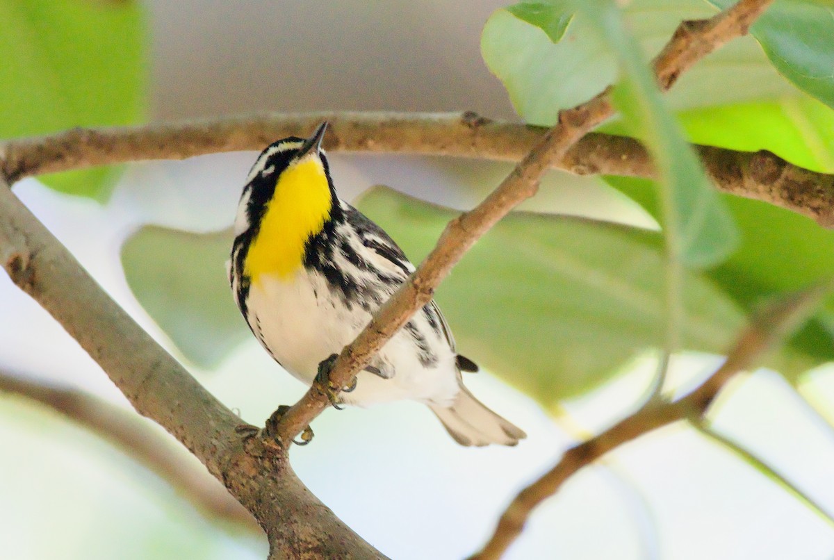 Yellow-throated Warbler - ML554657491