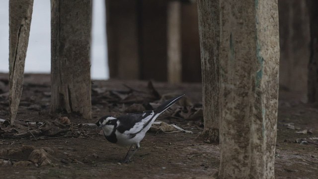African Pied Wagtail - ML554662041