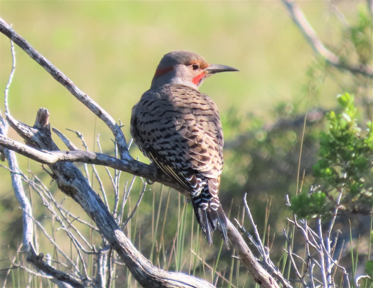 Northern Flicker (Yellow-shafted x Red-shafted) - ML554663481