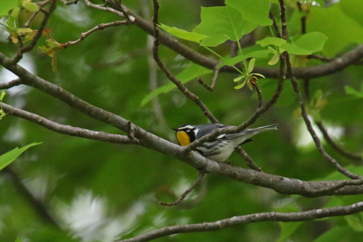 Yellow-throated Warbler - David Lang