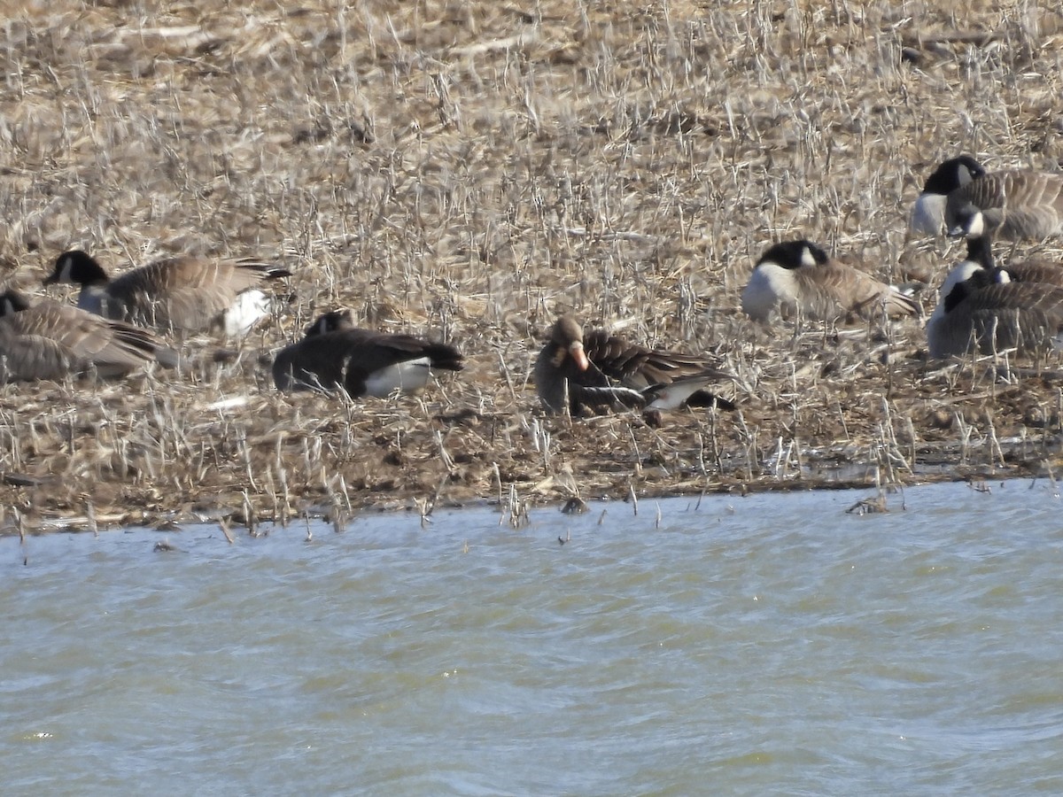 Greater White-fronted Goose - ML554666611