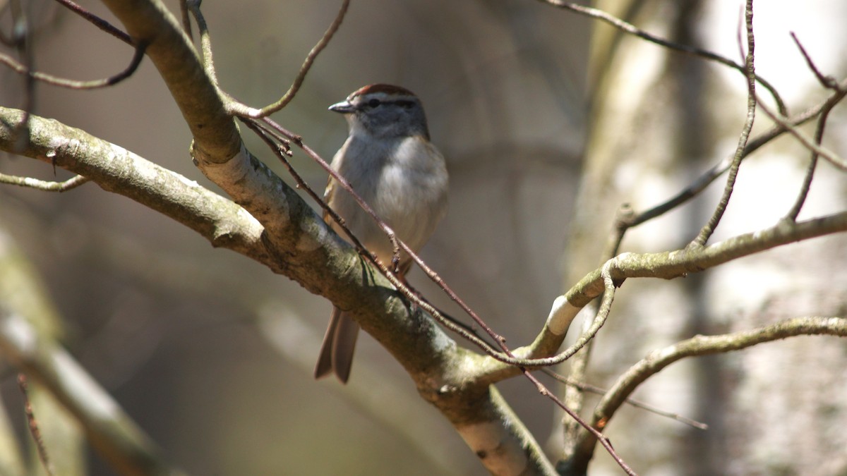 Chipping Sparrow - ML554666651
