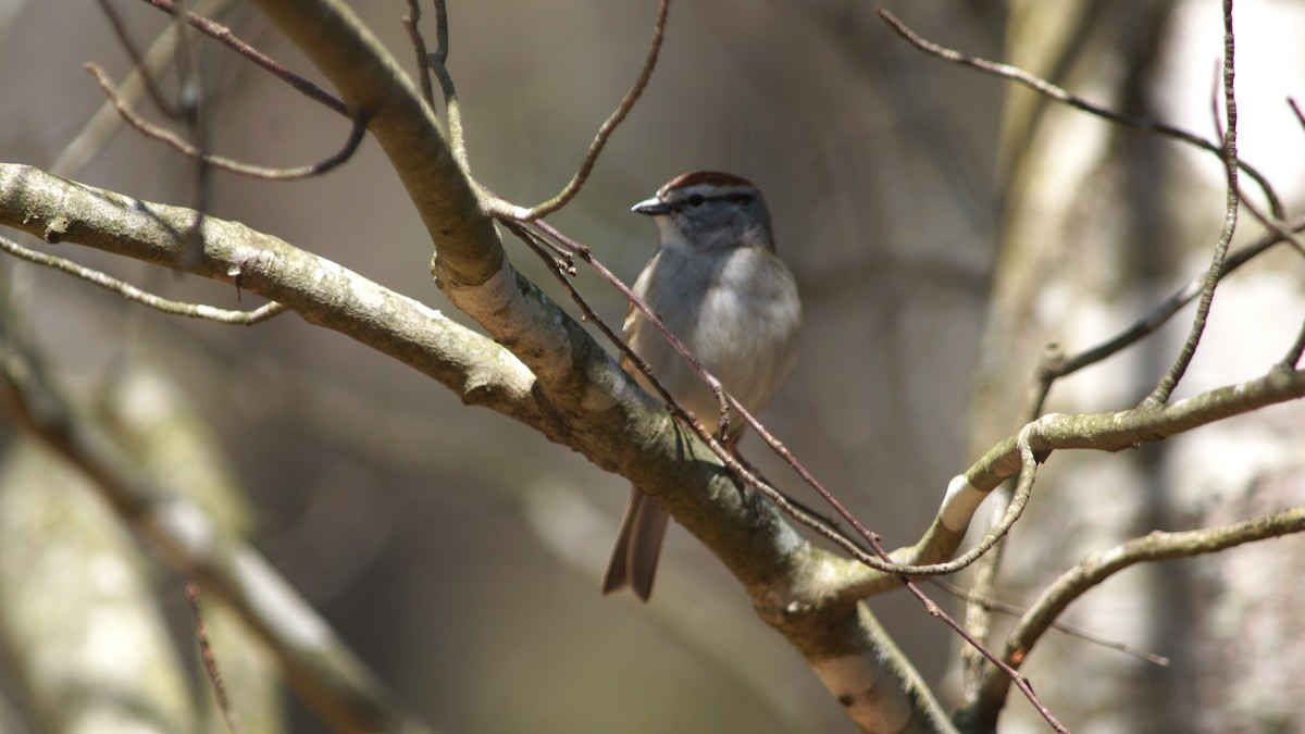 Chipping Sparrow - ML554666661