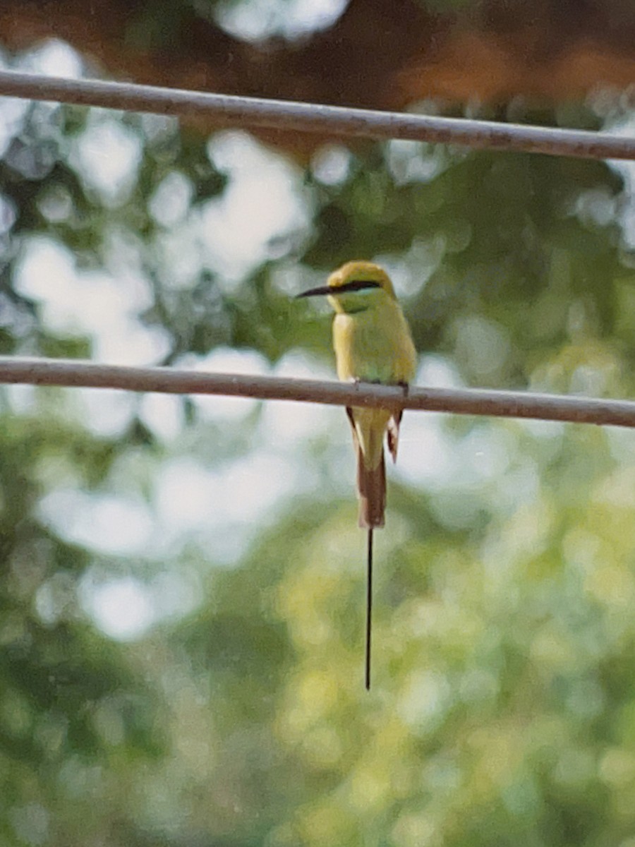 African Green Bee-eater - ML554670681