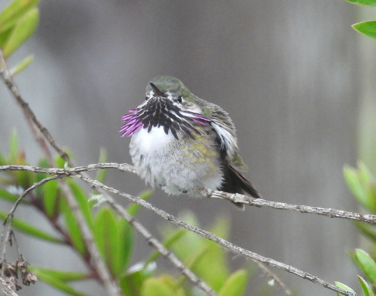 Calliope Hummingbird - ML554673771