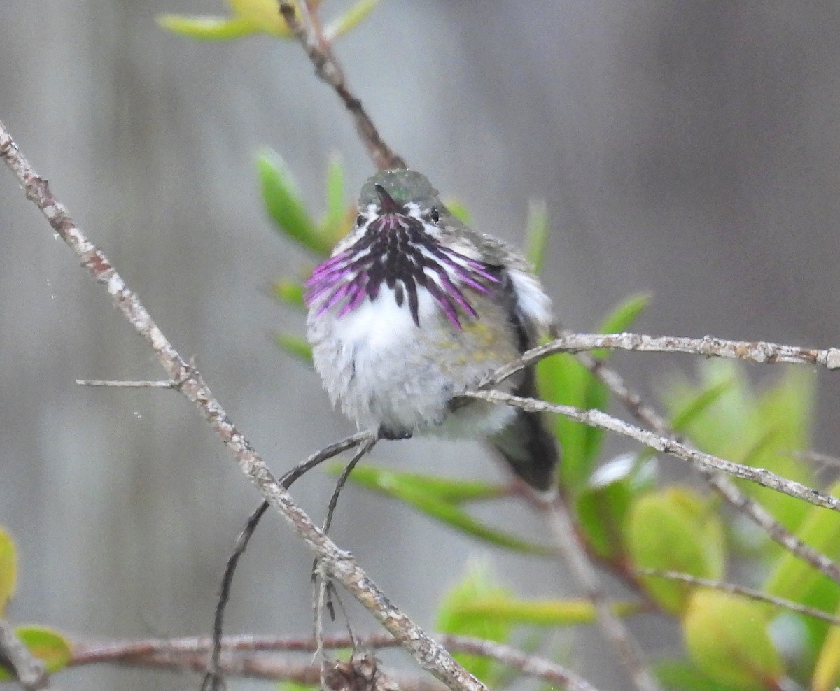 Calliope Hummingbird - ML554674401