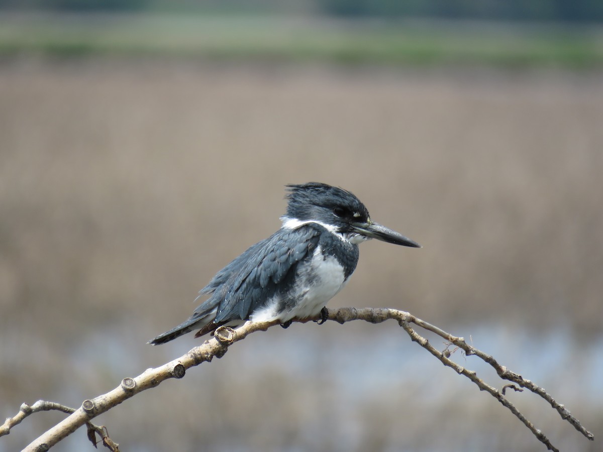 Belted Kingfisher - ML55468021
