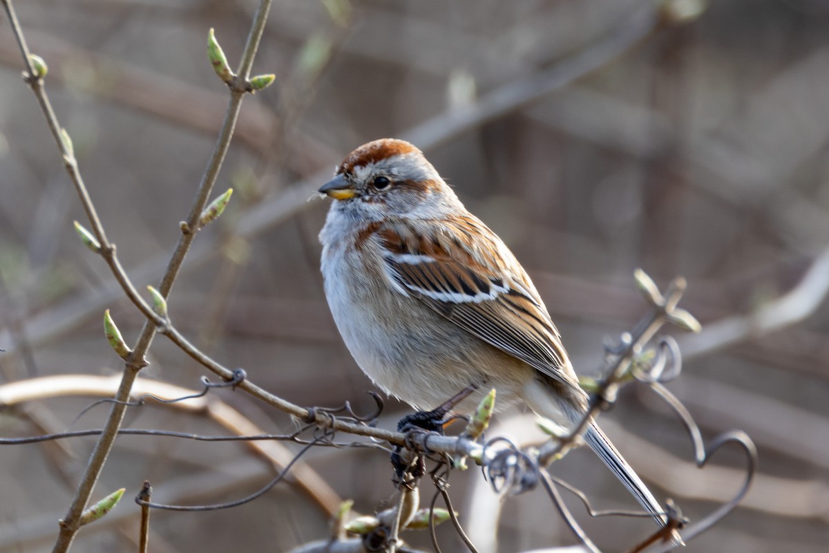 American Tree Sparrow - ML554684041