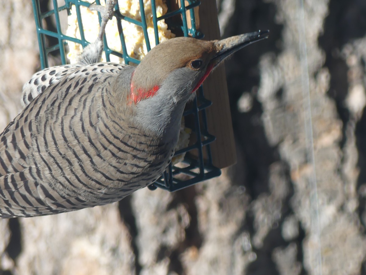 Northern Flicker (Yellow-shafted x Red-shafted) - ML554684321