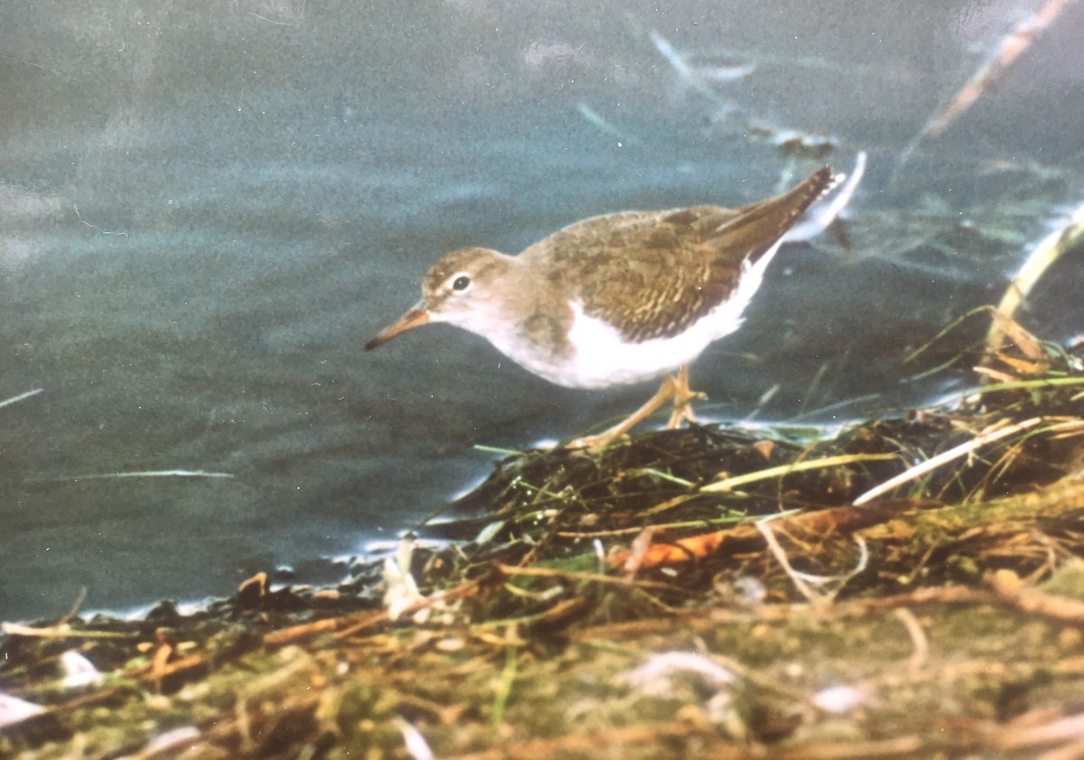 Spotted Sandpiper - Craig Robson