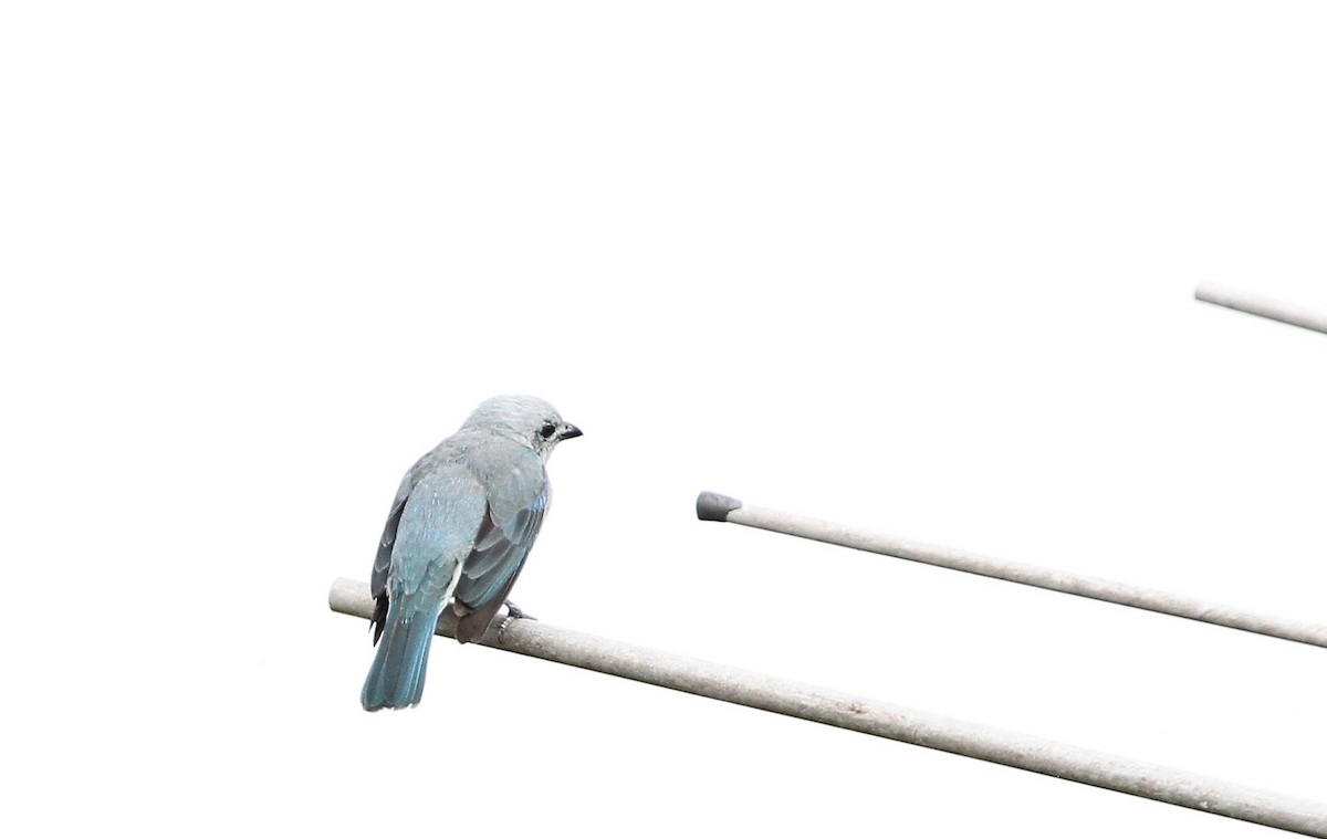 Blue-gray Tanager - ML554689411