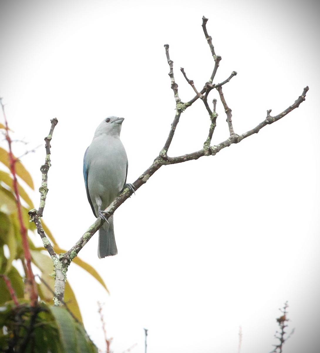 Blue-gray Tanager - ML554689471