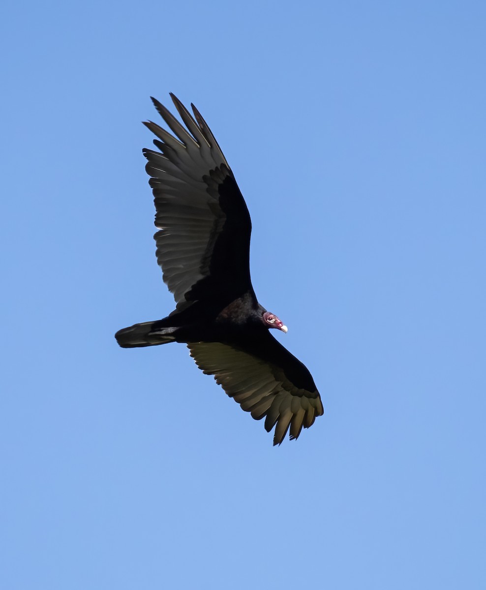 Turkey Vulture - ML554689521