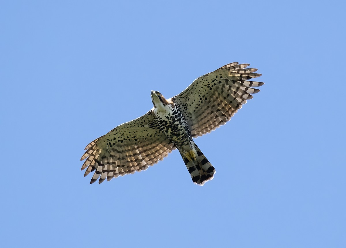 Ornate Hawk-Eagle - Peter Seubert