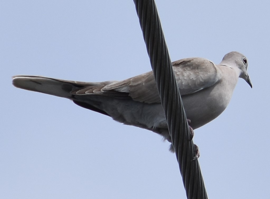 Eurasian Collared-Dove - Chuck Hignite
