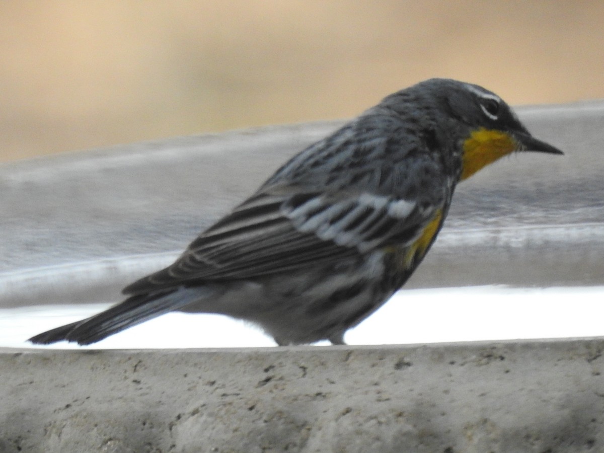 Yellow-rumped Warbler (Audubon's) - Carol Bailey