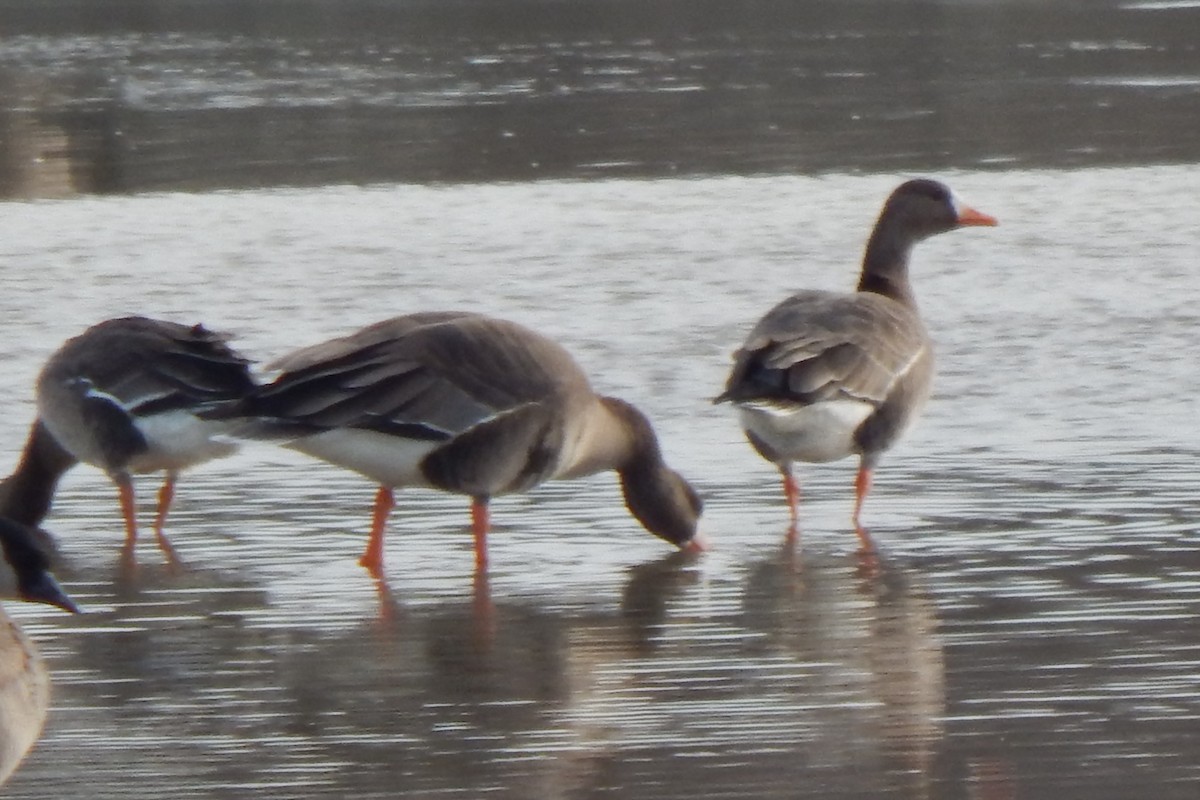 Greater White-fronted Goose - ML554696841