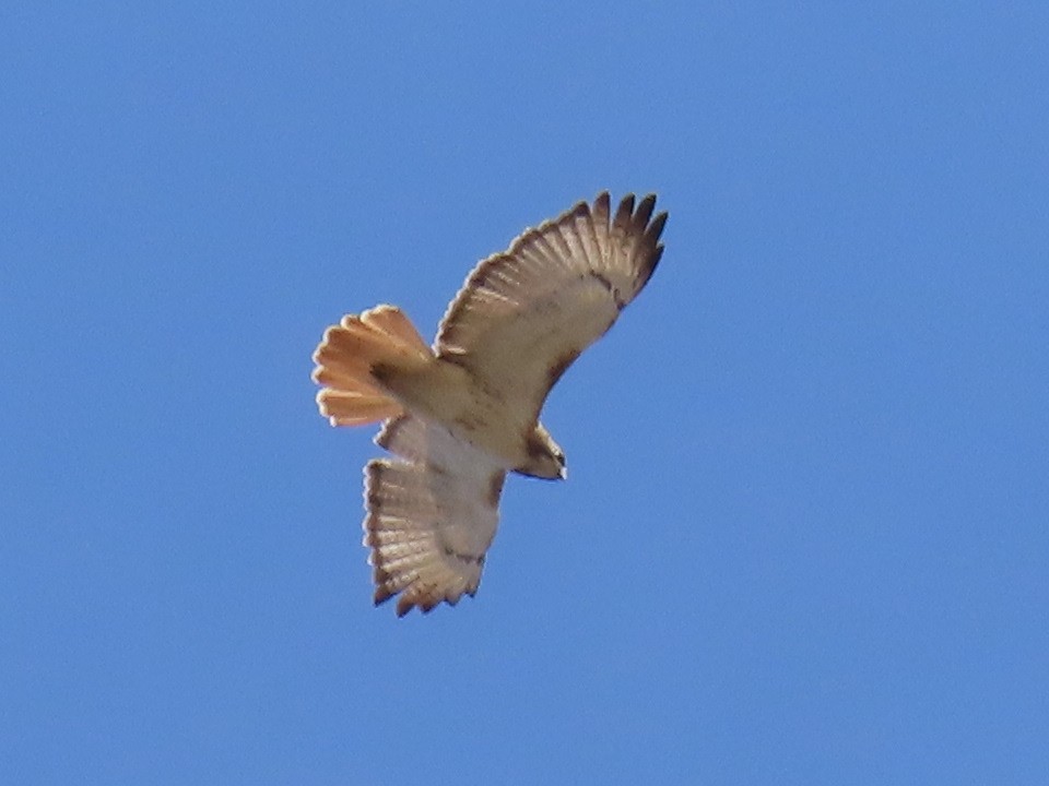 Red-tailed Hawk - ML554699141