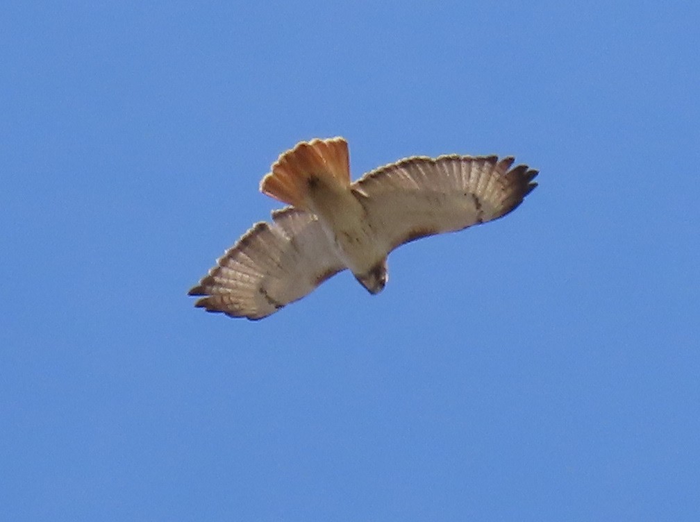 Red-tailed Hawk - ML554699341