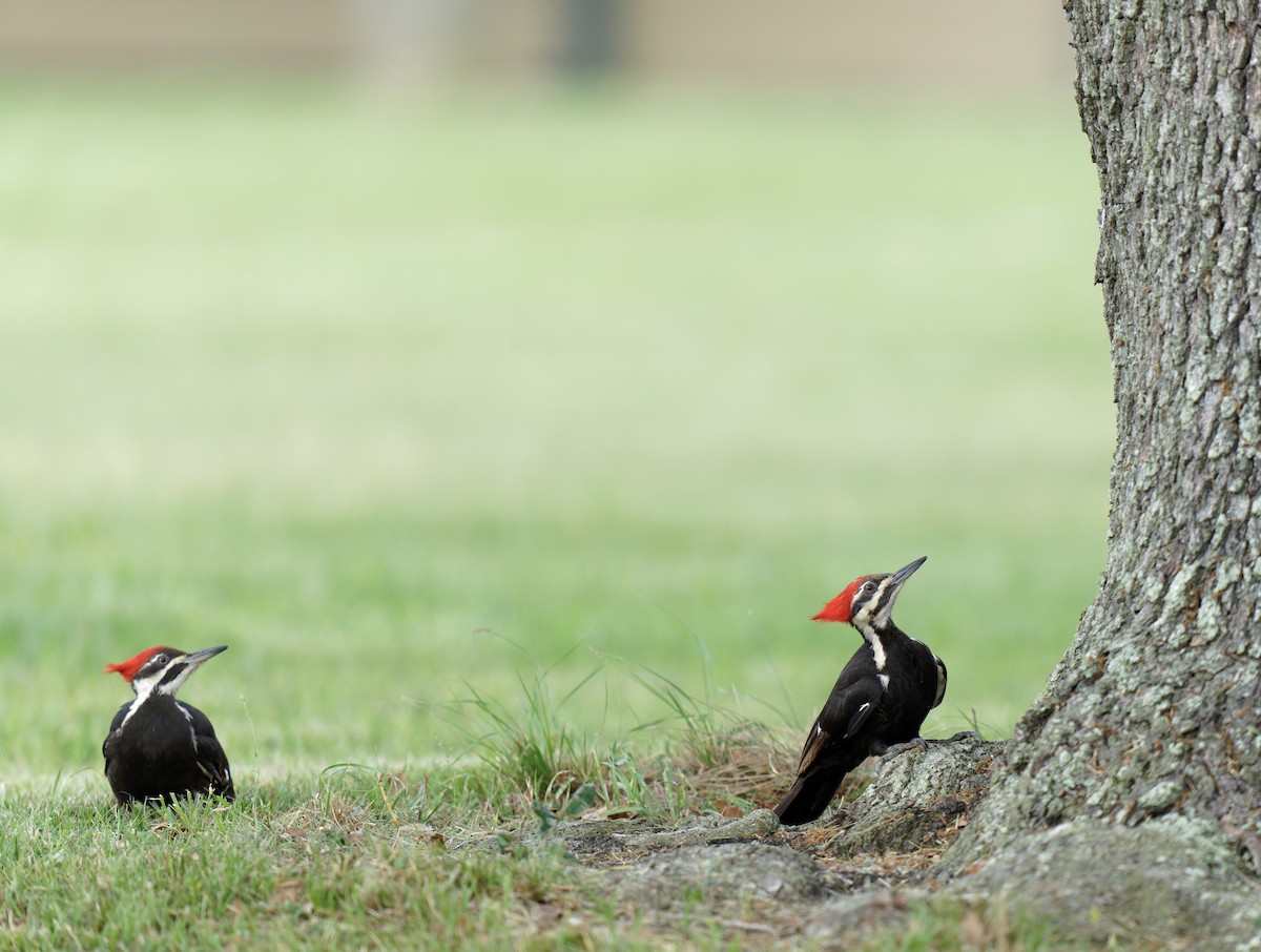 Pileated Woodpecker - KMJ Bird