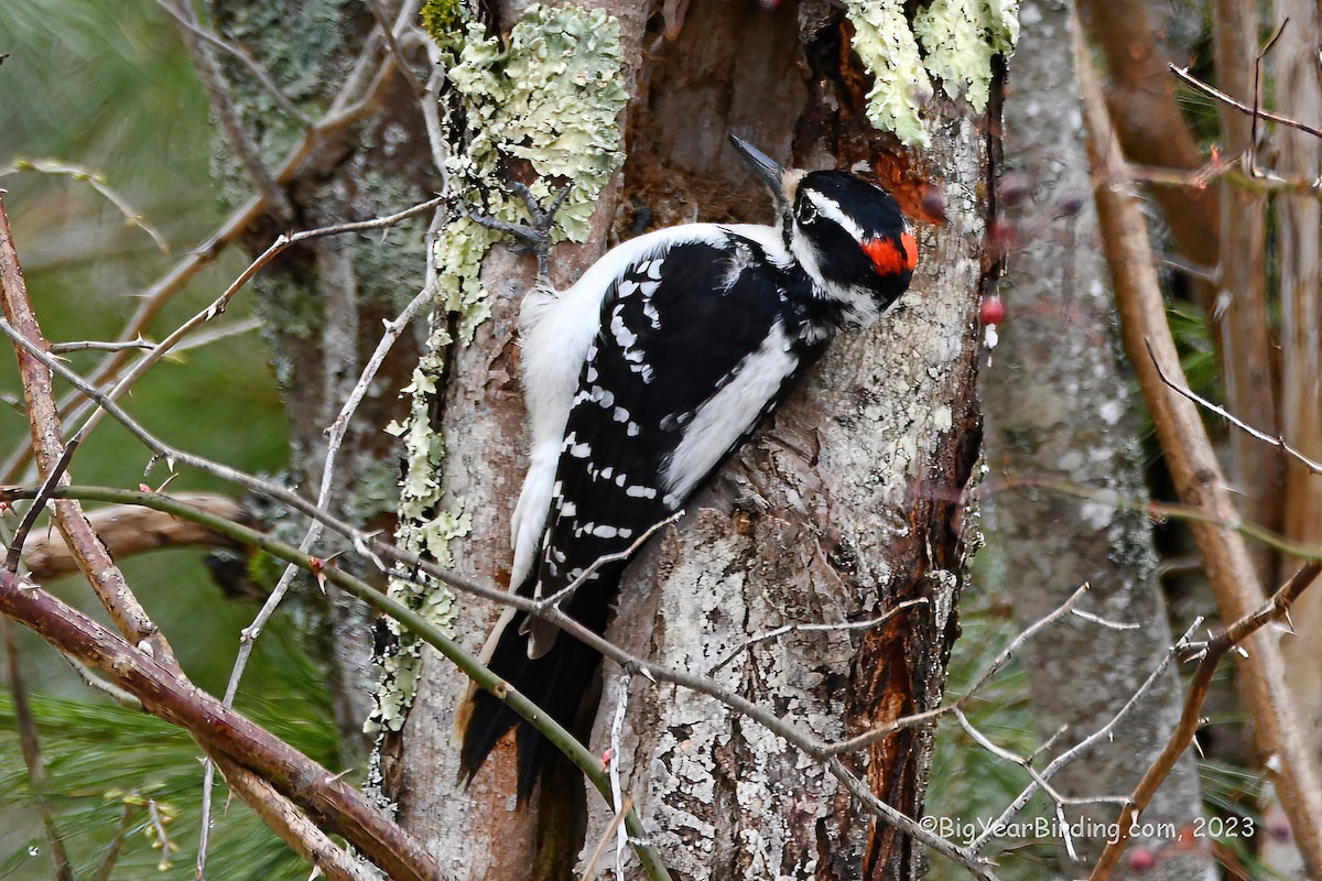 Hairy Woodpecker - ML554711971