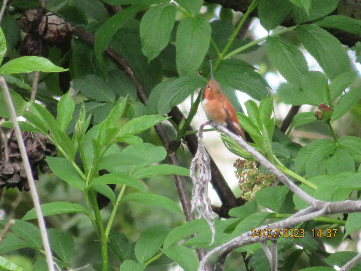 Rufous Hummingbird - ML554717131