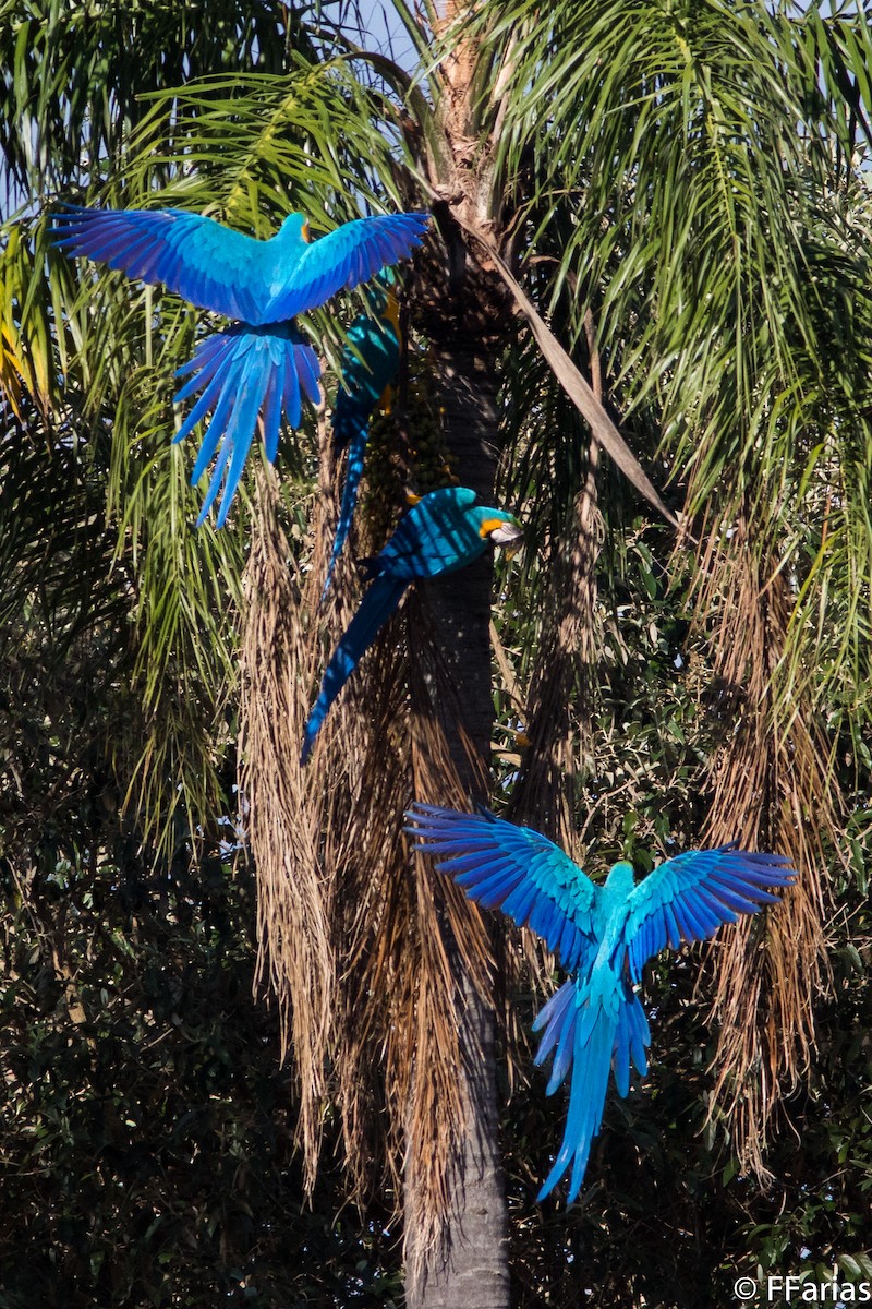 Blue-and-yellow Macaw - Fernando Farias