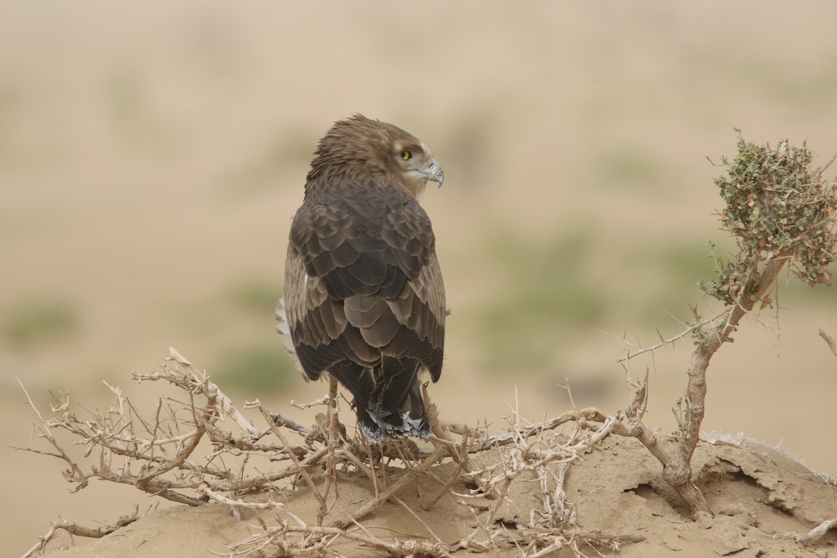 Short-toed Snake-Eagle - Sajan Raju
