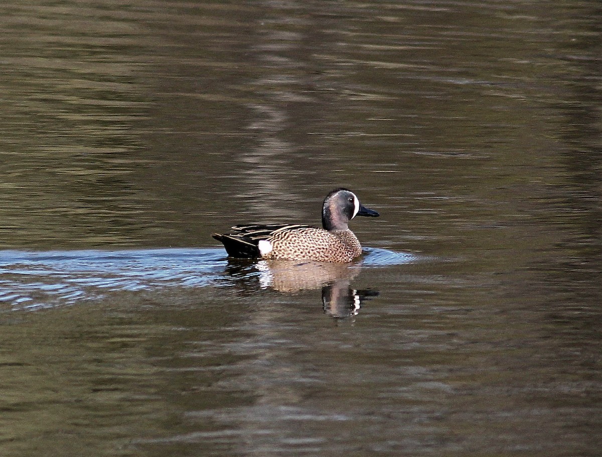 Blue-winged Teal - ML55472071