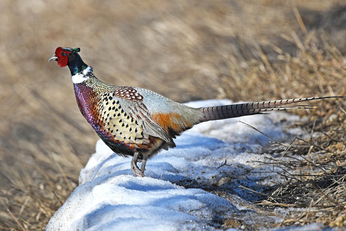 Ring-necked Pheasant - ML554725111