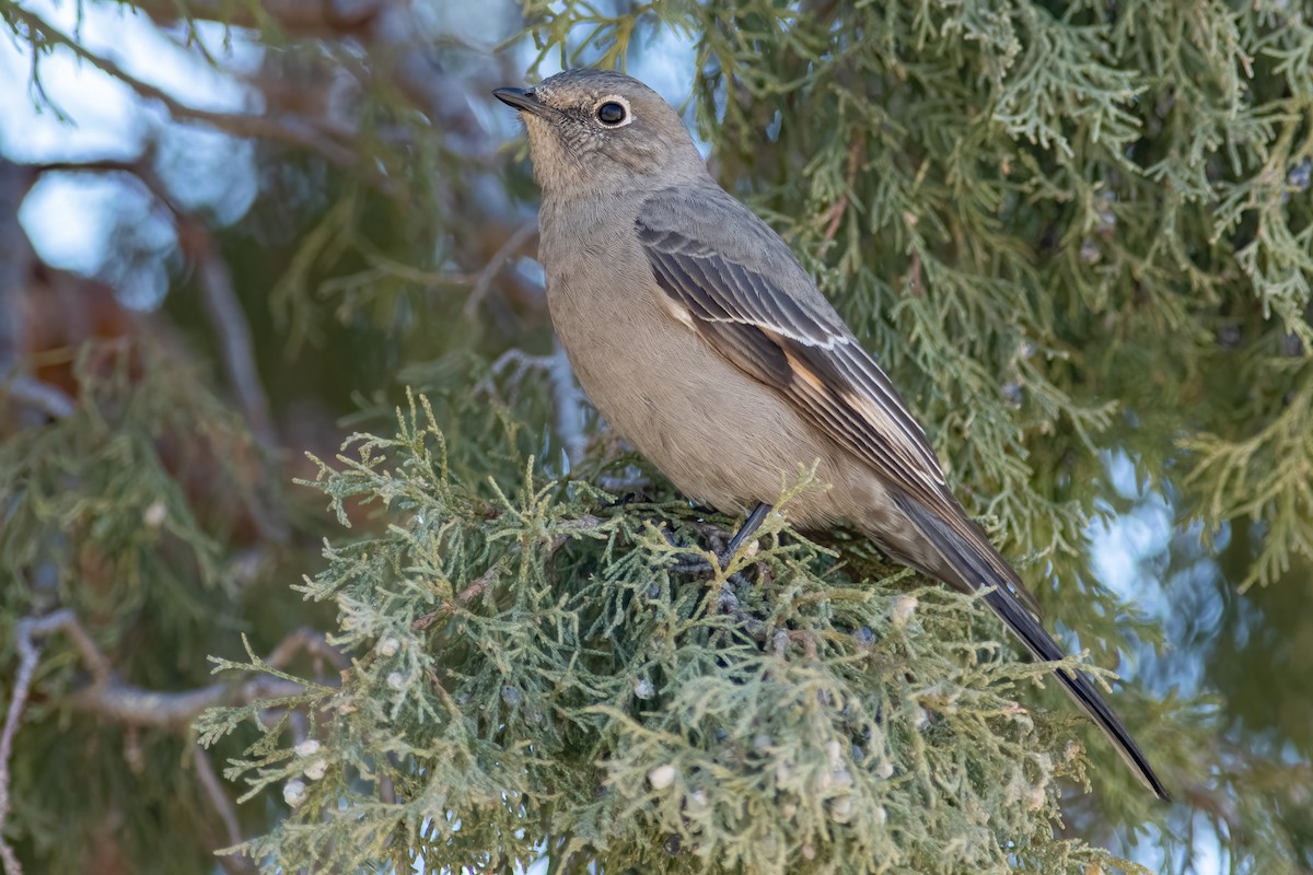Townsend's Solitaire - ML554730991