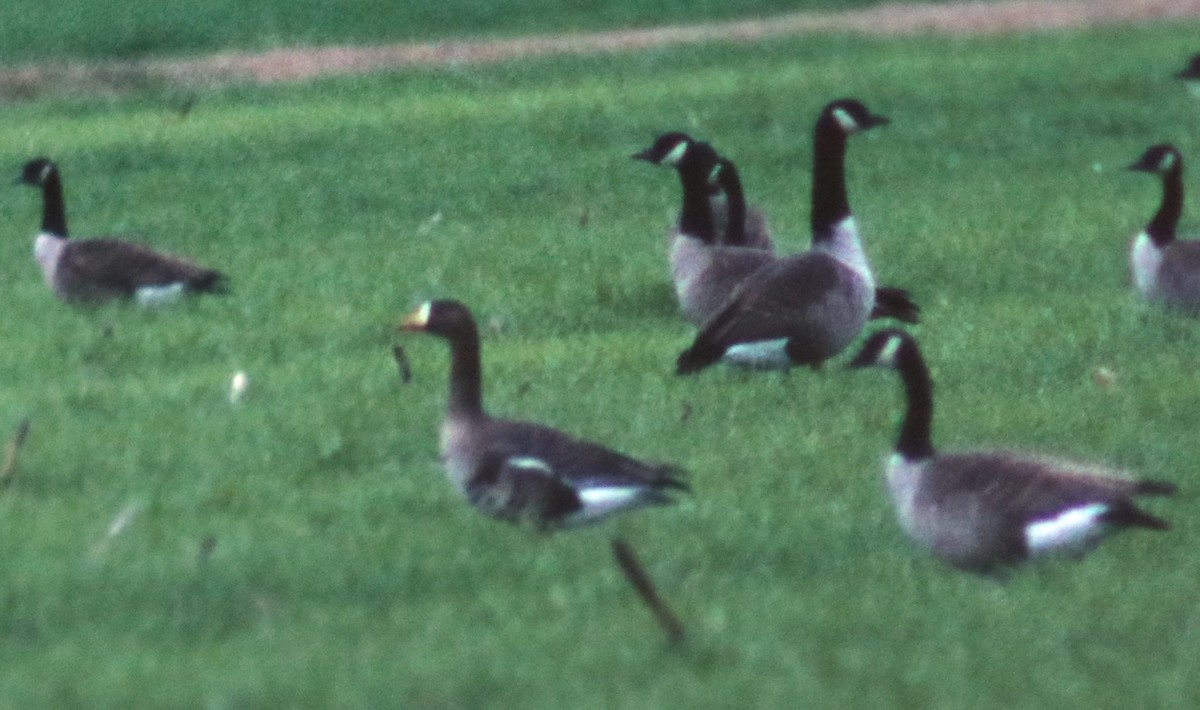 Greater White-fronted Goose - ML55473141