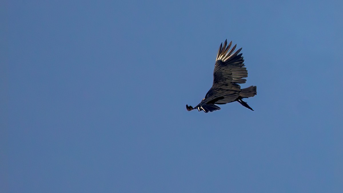 Black Vulture - ML554732441