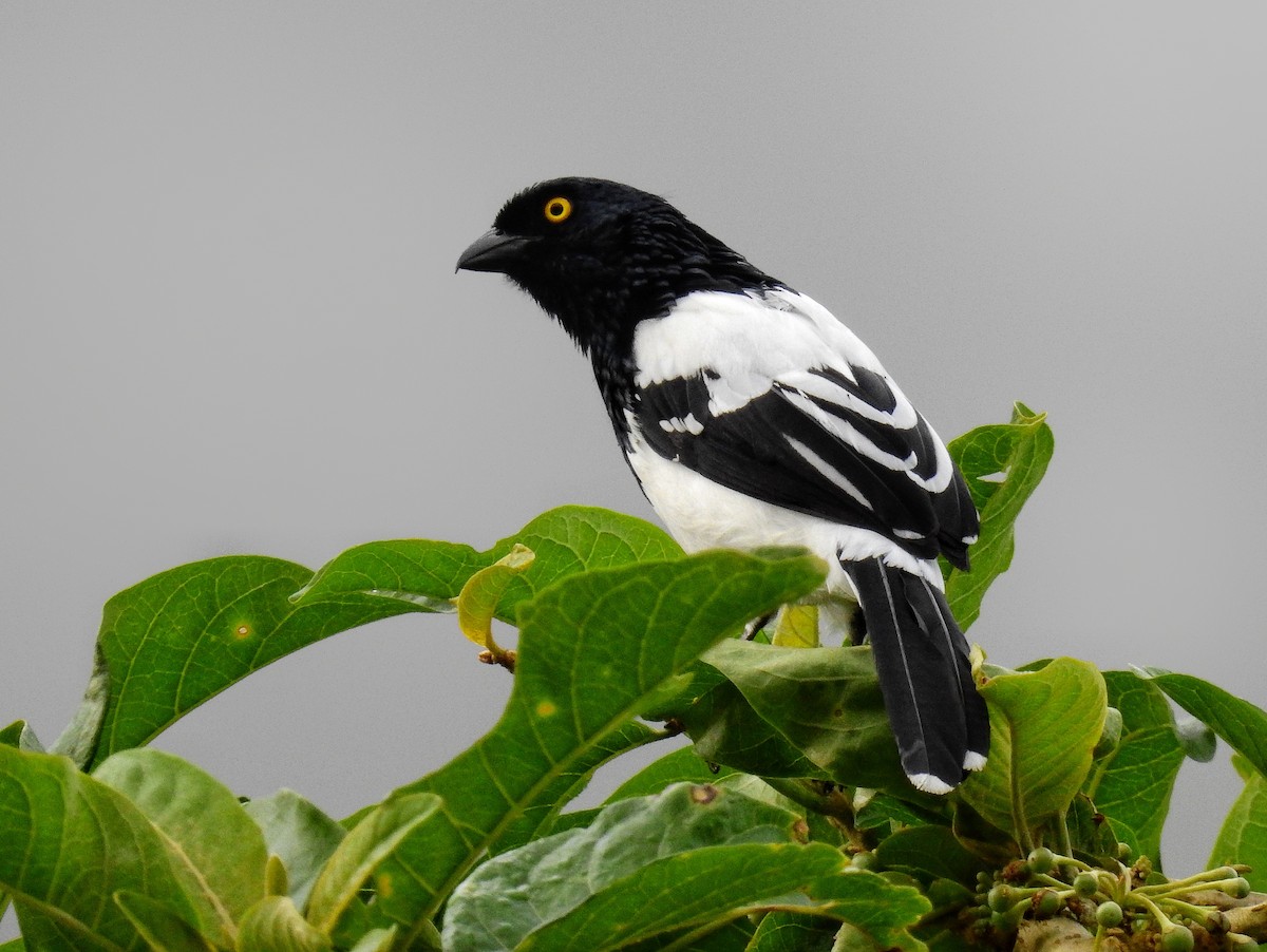 Magpie Tanager - ML554734951