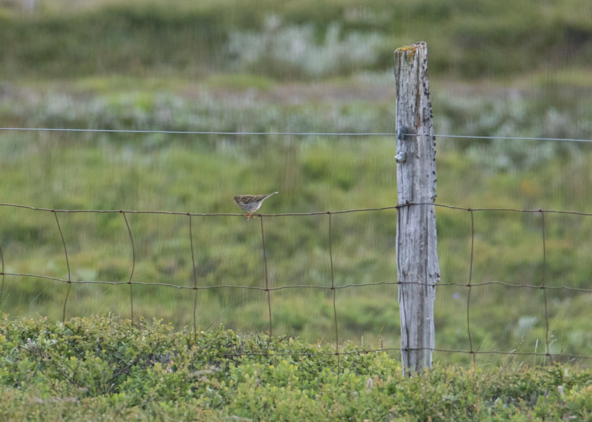 Meadow Pipit - ML554734961