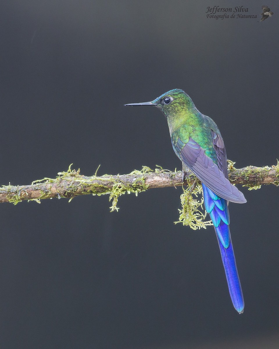 Violet-tailed Sylph - ML554735221