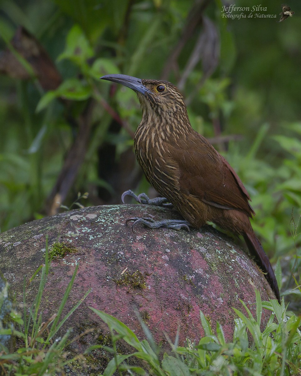 Strong-billed Woodcreeper (Andean/Northern) - ML554737251