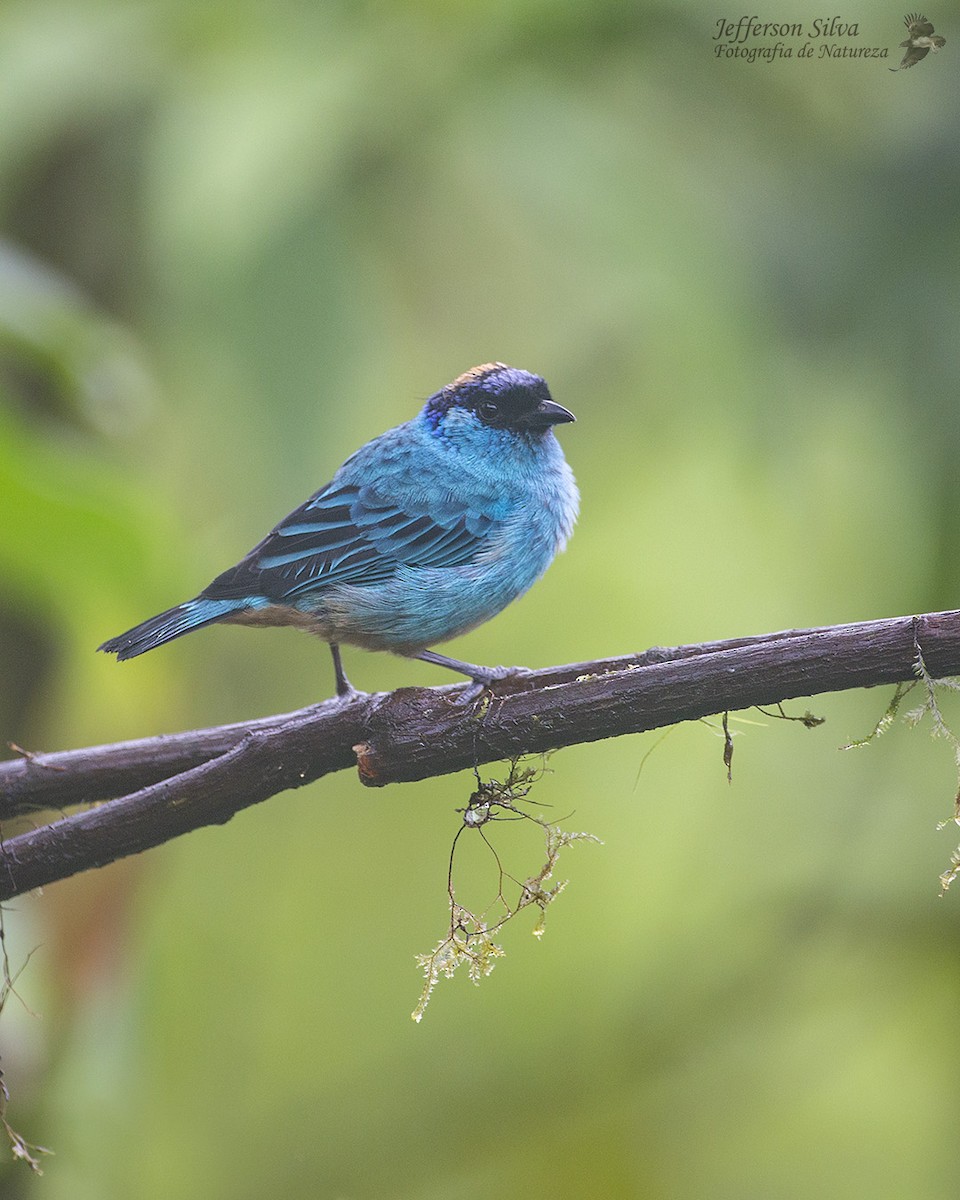 Golden-naped Tanager - ML554738061