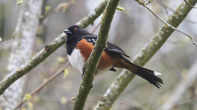 Spotted Towhee - ML554741121