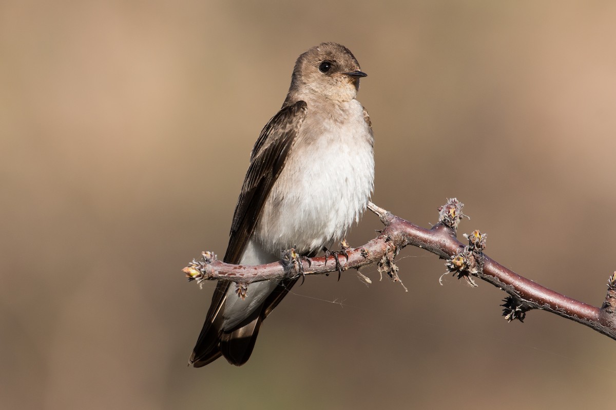 Northern Rough-winged Swallow - Patrick Van Thull