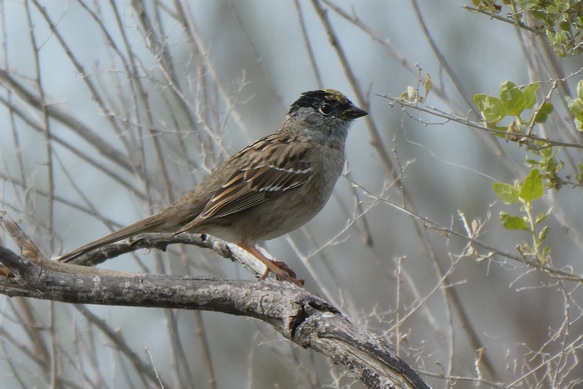 Golden-crowned Sparrow - ML554750281