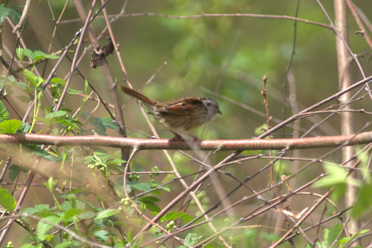Swamp Sparrow - ML554750521