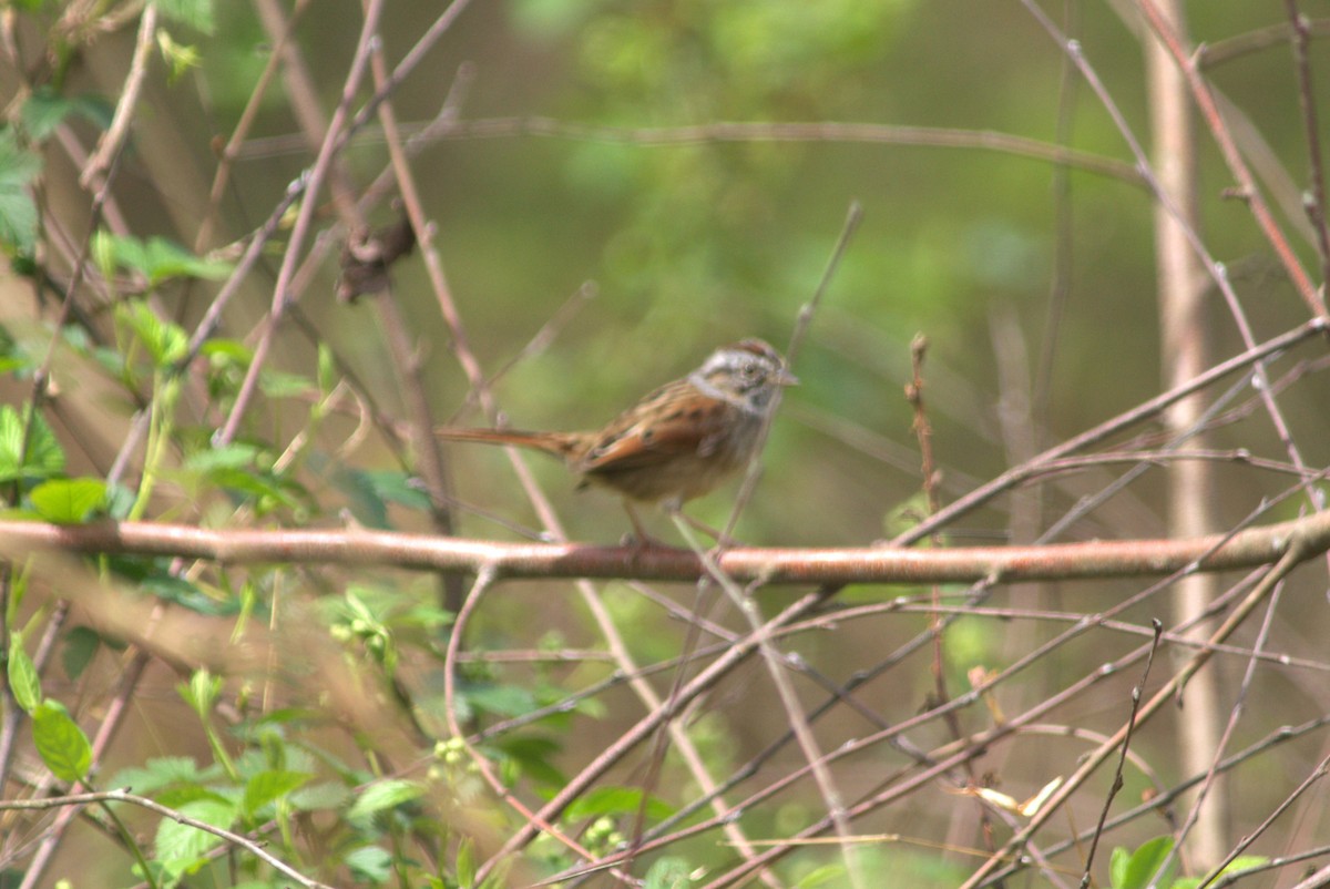 Swamp Sparrow - ML554750531