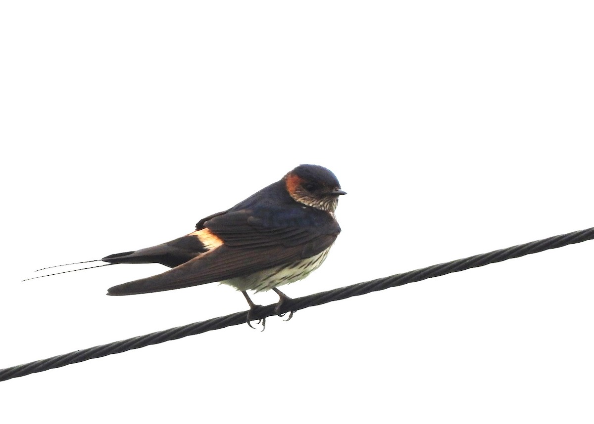 Striated Swallow - ML554752641