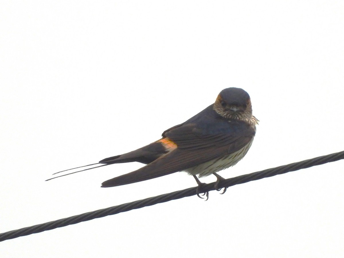 Striated Swallow - ML554752661