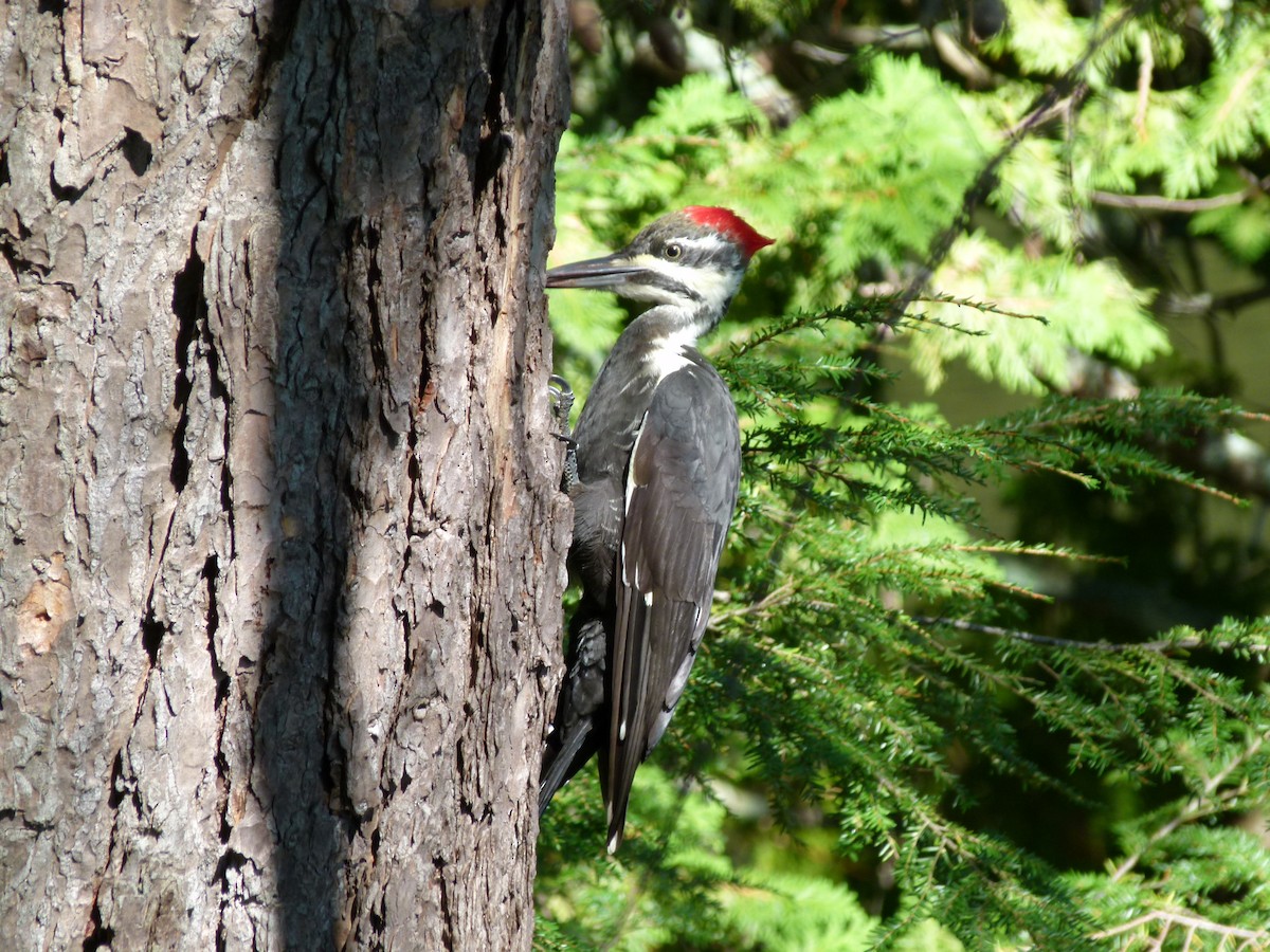 Pileated Woodpecker - Ross Bowie