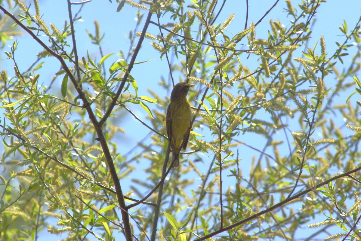 Palm Warbler (Yellow) - ML554757891